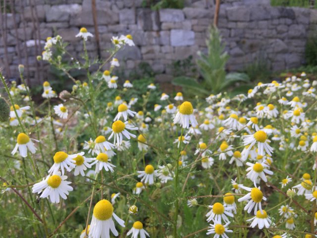 krutergarten juni 19